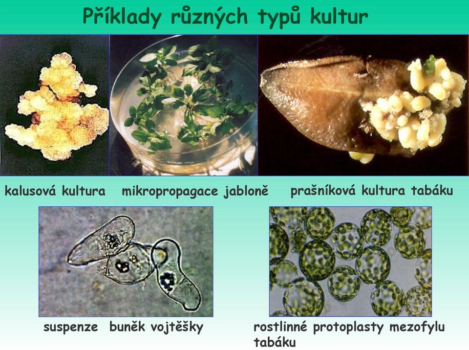 suspenze buněk vojtěšky prašníková