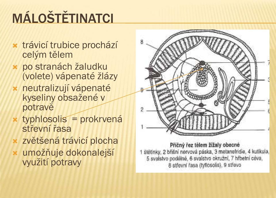 vápenaté kyseliny obsažené v potravě typhlosolis = prokrvená