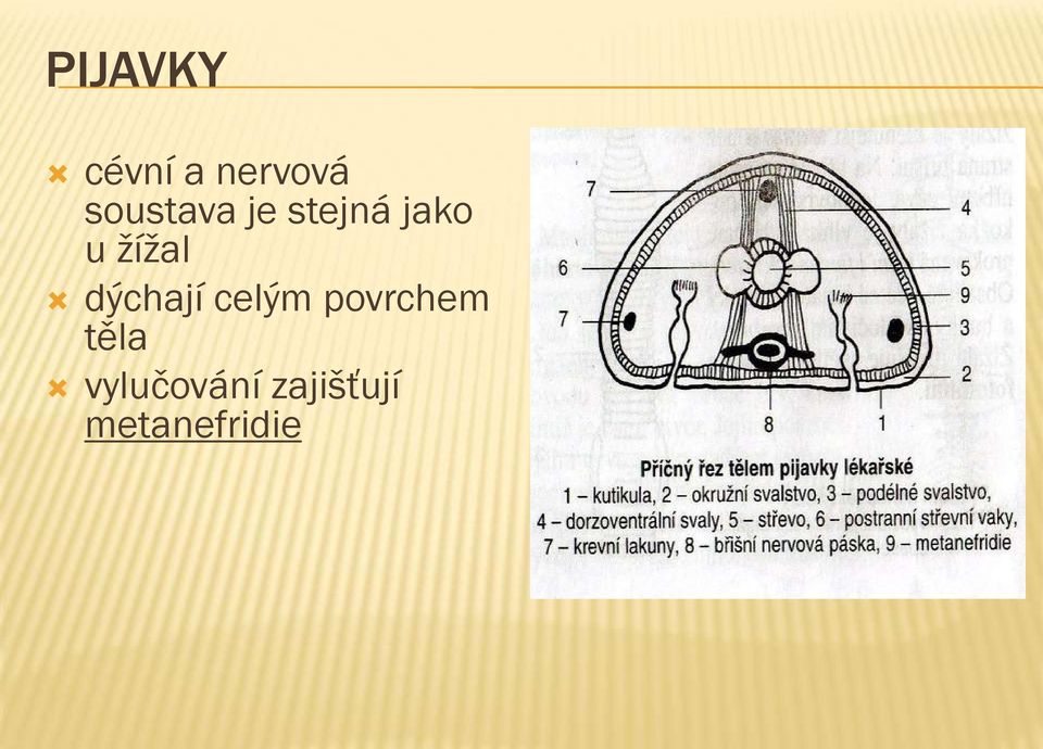 žížal dýchají celým povrchem