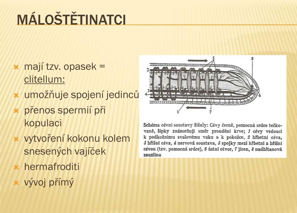 jedinců přenos spermií při kopulaci