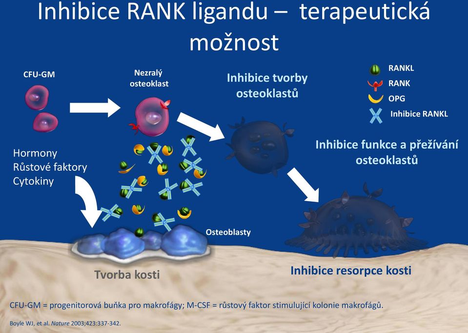 osteoklastů Osteoblasty Tvorba kosti Inhibice resorpce kosti CFU-GM = progenitorová buňka pro