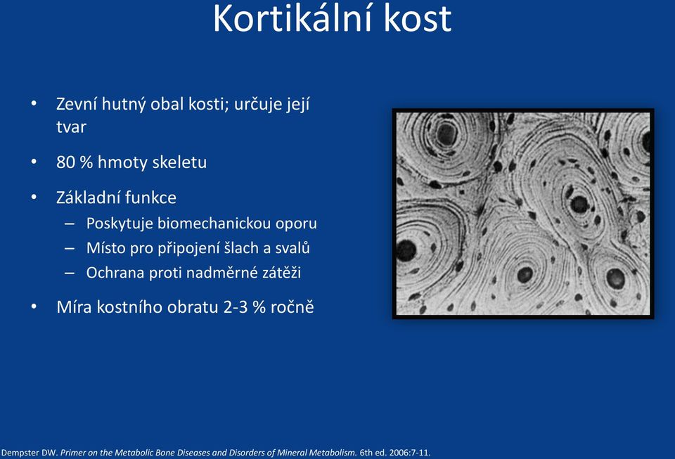 Ochrana proti nadměrné zátěži Míra kostního obratu 2-3 % ročně Dempster DW.