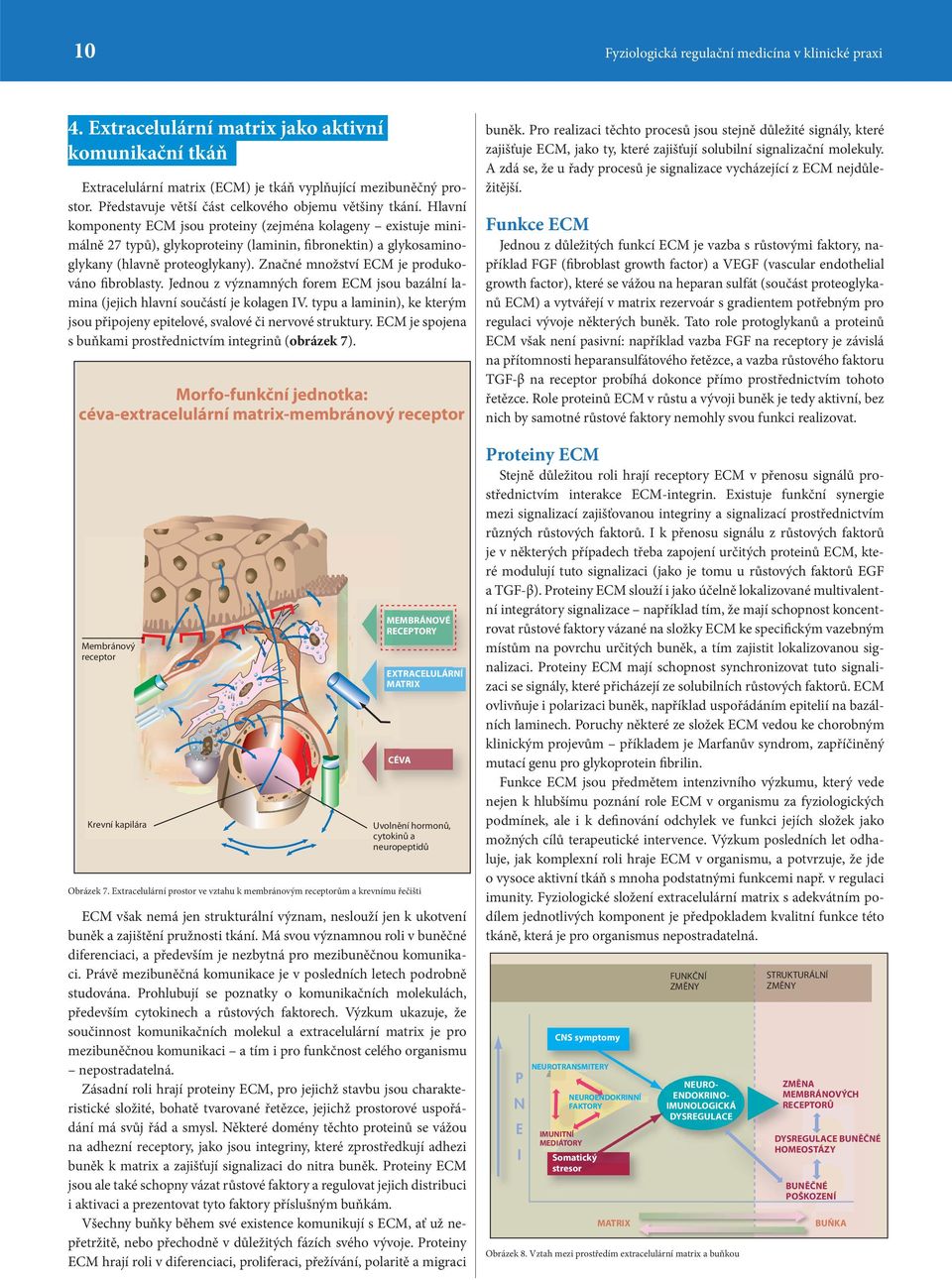 Hlavní komponenty ECM jsou proteiny (zejména kolageny existuje minimálně 27 typů), glykoproteiny (laminin, fibronektin) a glykosaminoglykany (hlavně proteoglykany).
