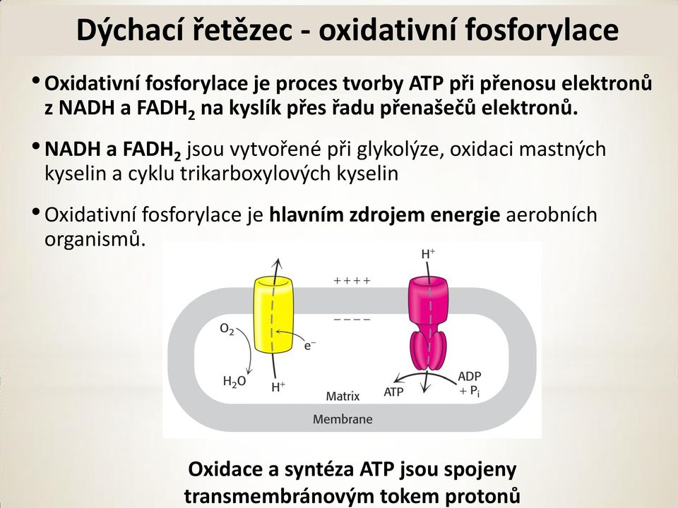 kyslík přes řadu přenašečů elektronů.