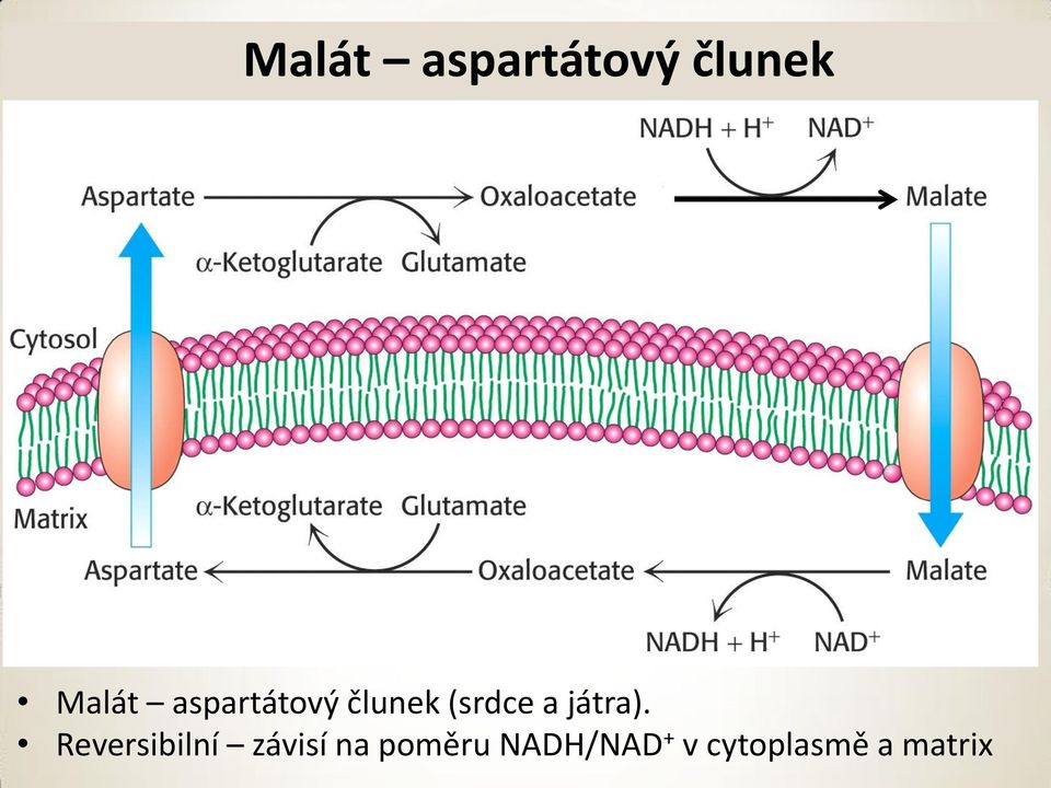 játra).