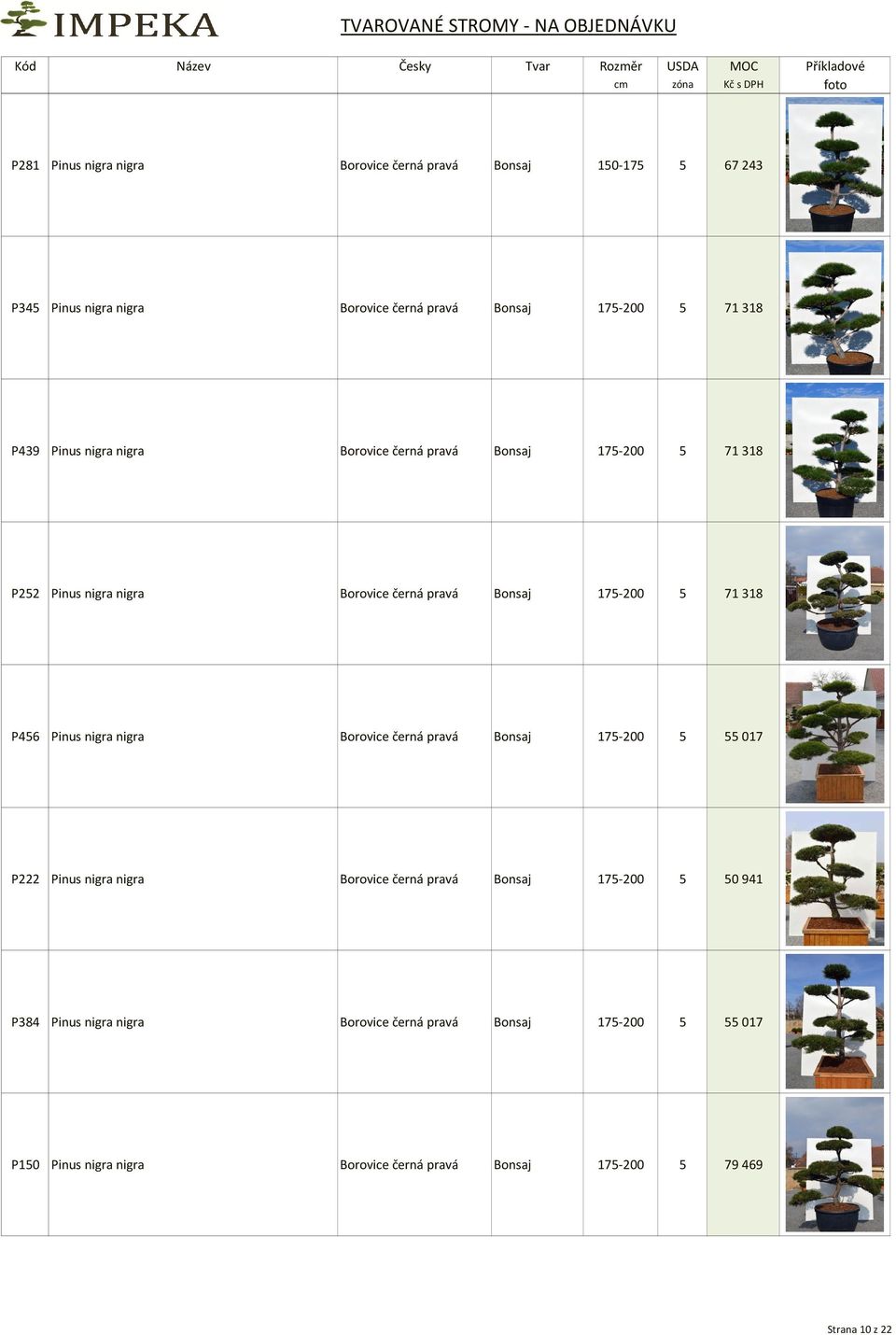 P456 Pinus nigra nigra Borovice černá pravá Bonsaj 175-200 5 55 017 P222 Pinus nigra nigra Borovice černá pravá Bonsaj 175-200 5 50 941