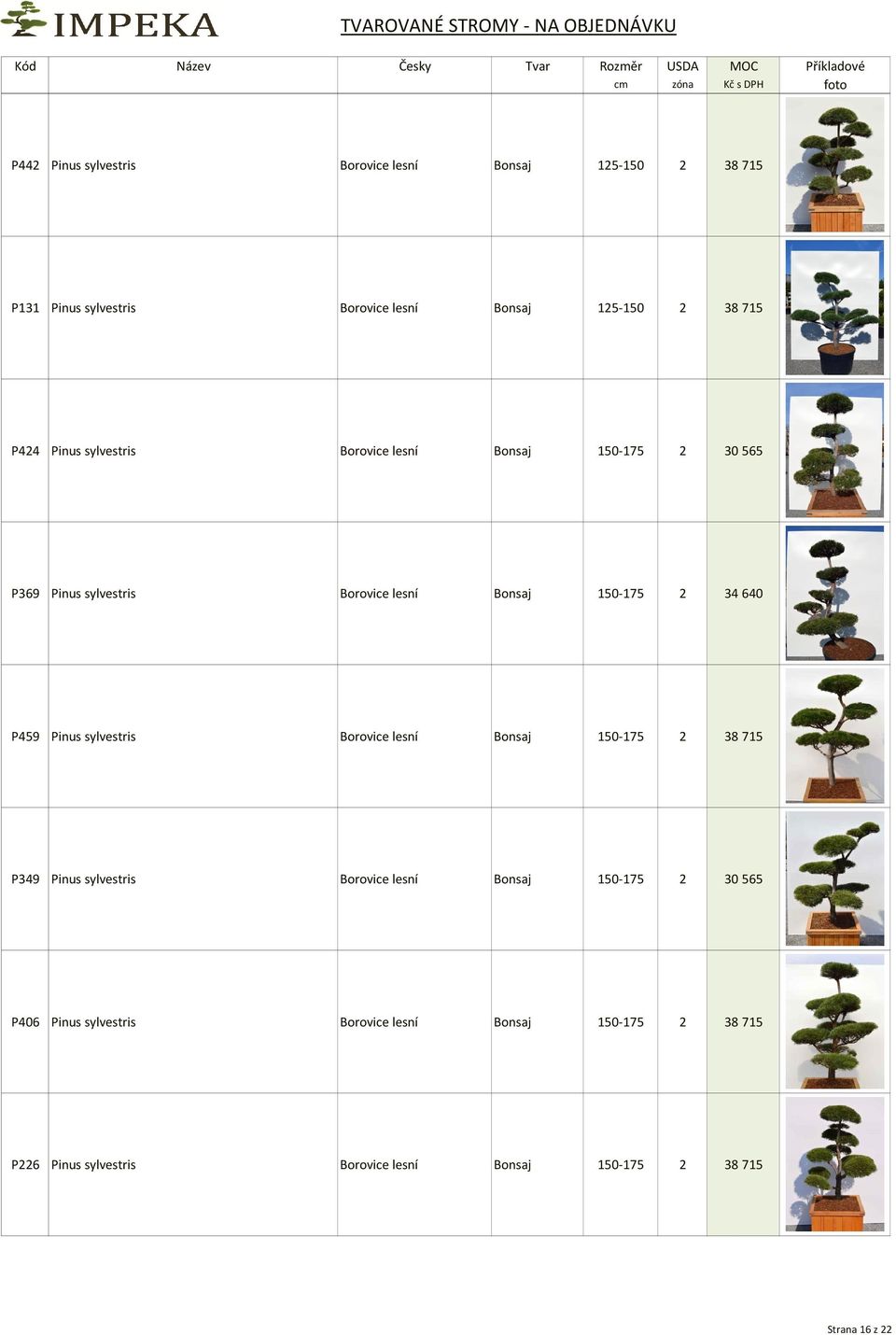 P459 Pinus sylvestris Borovice lesní Bonsaj 150-175 2 38 715 P349 Pinus sylvestris Borovice lesní Bonsaj 150-175 2 30 565