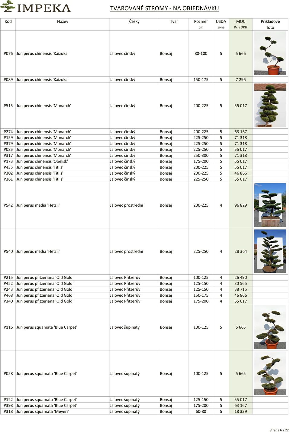 'Monarch' Jalovec čínský Bonsaj 225-250 5 71318 P085 Juniperus chinensis 'Monarch' Jalovec čínský Bonsaj 225-250 5 55017 P317 Juniperus chinensis 'Monarch' Jalovec čínský Bonsaj 250-300 5 71318 P173