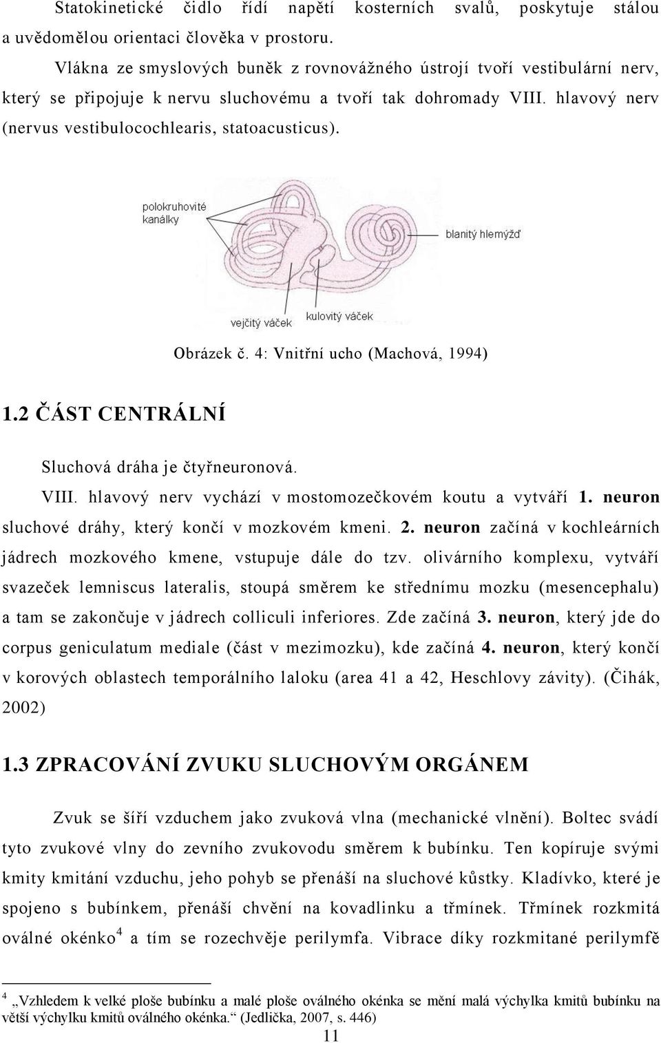 Obrázek č. 4: Vnitřní ucho (Machová, 1994) 1.2 ČÁST CENTRÁLNÍ Sluchová dráha je čtyřneuronová. VIII. hlavový nerv vychází v mostomozečkovém koutu a vytváří 1.