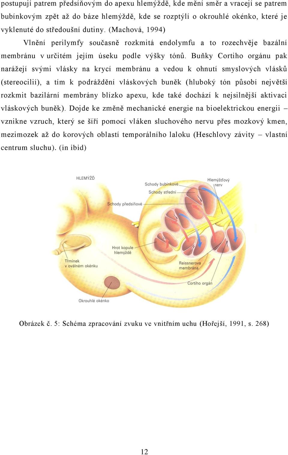 Buňky Cortiho orgánu pak naráţejí svými vlásky na krycí membránu a vedou k ohnutí smyslových vlásků (stereocilií), a tím k podráţdění vláskových buněk (hluboký tón působí největší rozkmit bazilární