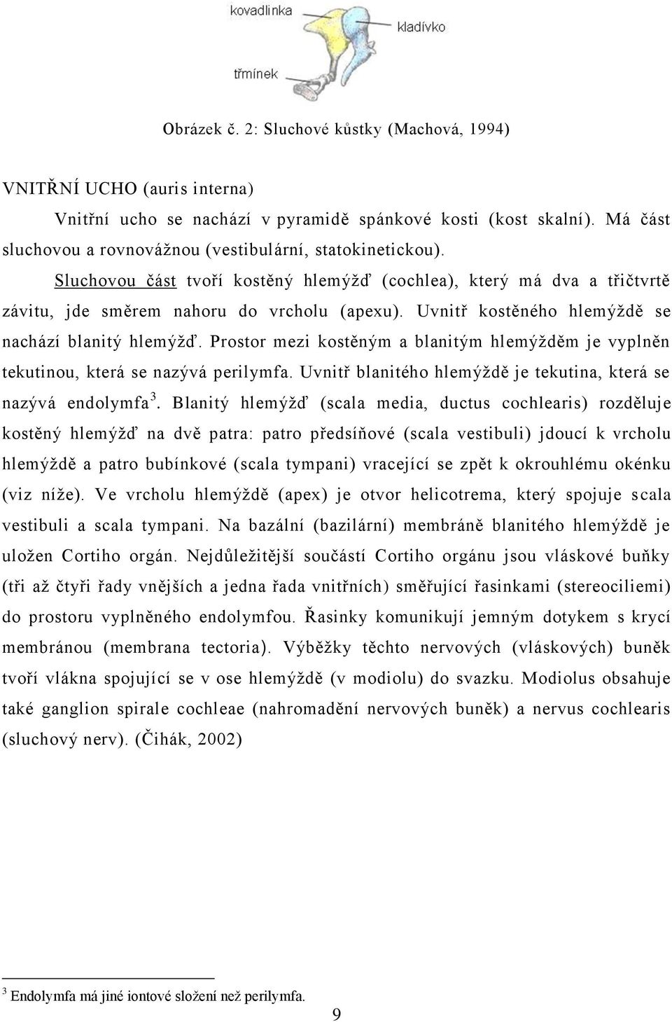 Uvnitř kostěného hlemýţdě se nachází blanitý hlemýţď. Prostor mezi kostěným a blanitým hlemýţděm je vyplněn tekutinou, která se nazývá perilymfa.