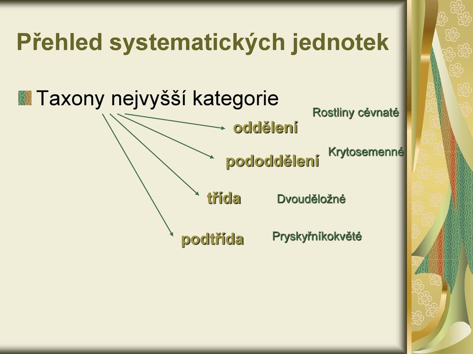 pododdělení Rostliny cévnaté