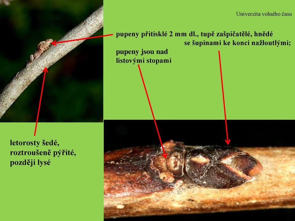 konci nažloutlými; pupeny jsou nad