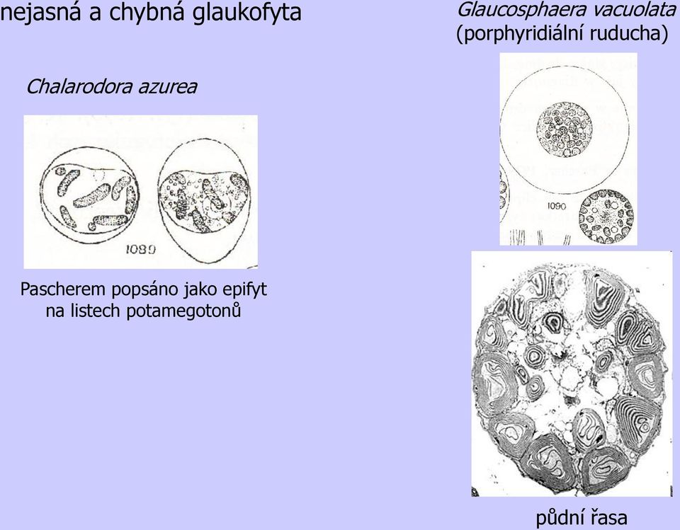 ruducha) Chalarodora azurea Pascherem