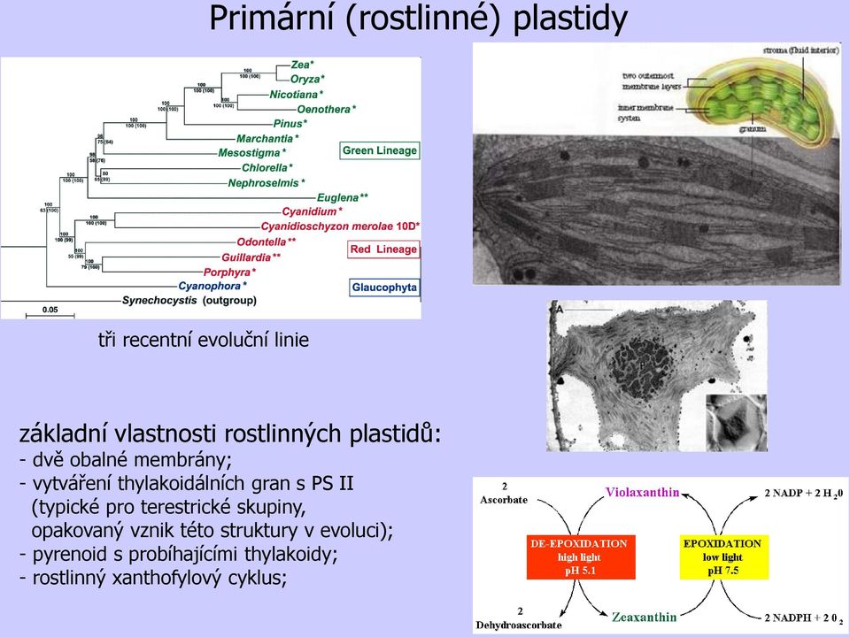 s PS II (typické pro terestrické skupiny, opakovaný vznik této struktury v