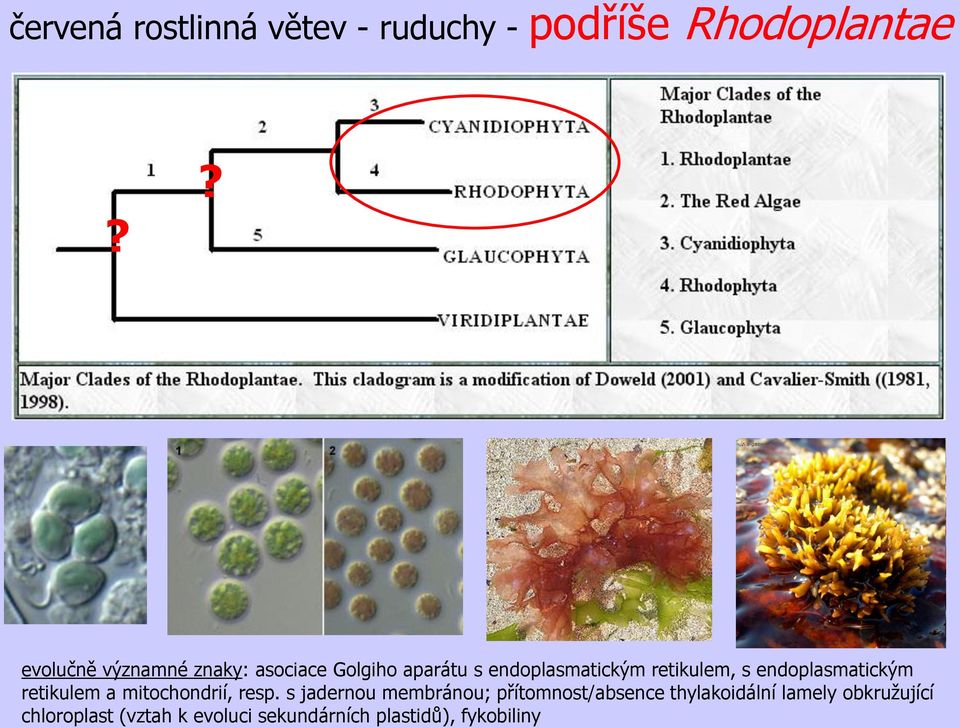 s endoplasmatickým retikulem a mitochondrií, resp.