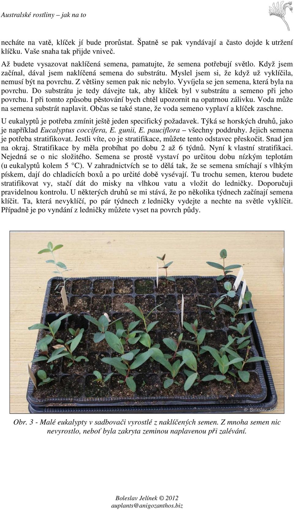 Z většiny semen pak nic nebylo. Vyvíjela se jen semena, která byla na povrchu. Do substrátu je tedy dávejte tak, aby klíček byl v substrátu a semeno při jeho povrchu.