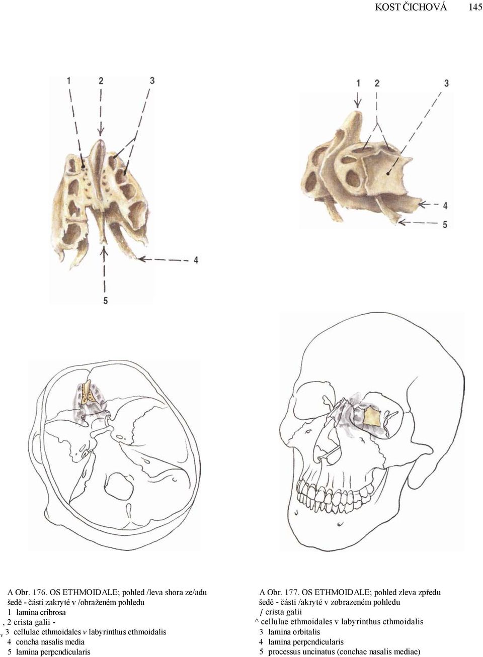 cellulae ethmoidales v labyrinthus ethmoidalis 4 concha nasalis media 5 lamina perpcndicularis v A Obr. 177.