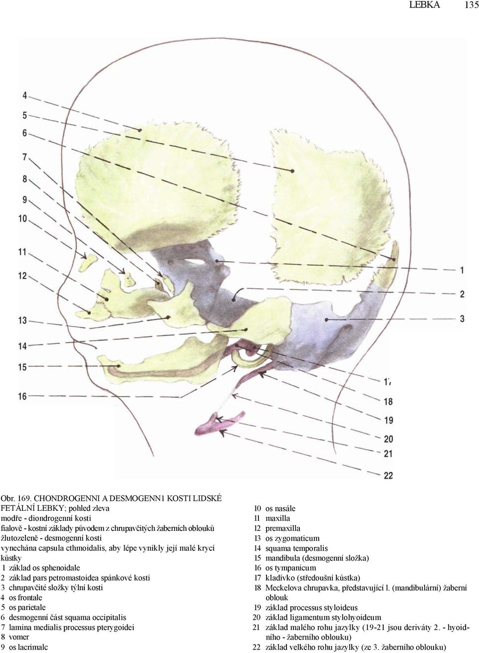 vynechána capsula cthmoidalis, aby lépe vynikly její malé krycí kůstky 1 základ os sphenoidale 2 základ pars petromastoidea spánkové kosti 3 chrupavčité složky týlní kosti 4 os frontale 5 os