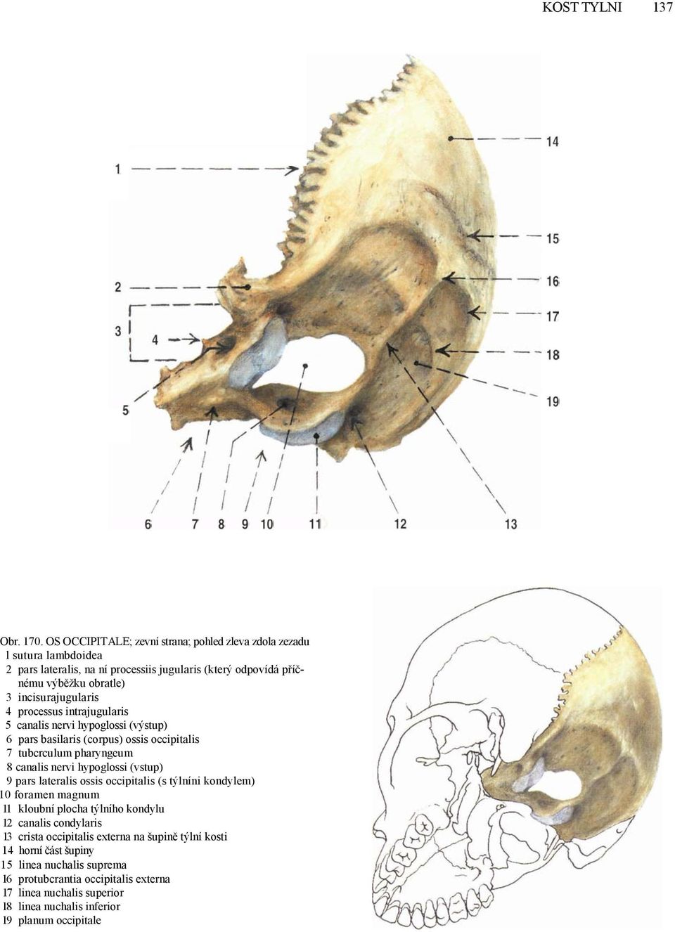 incisurajugularis 4 processus intrajugularis 5 canalis nervi hypoglossi (výstup) 6 pars basilaris (corpus) ossis occipitalis 7 tubcrculum pharyngeum 8 canalis nervi hypoglossi