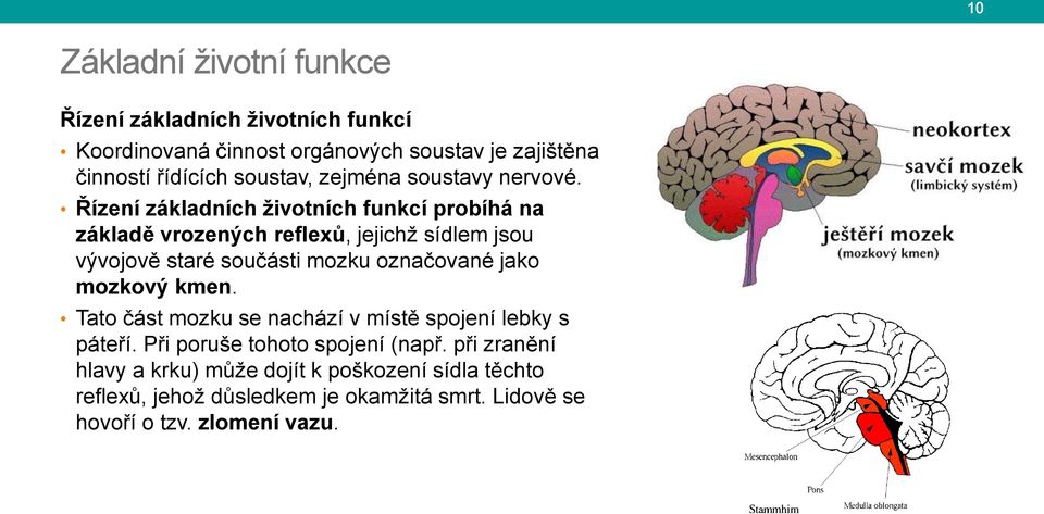 Řízení základních životních funkcí probíhá na základě vrozených reflexů, jejichž sídlem jsou vývojově staré součásti mozku označované jako