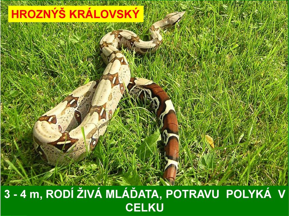 RODÍ ŽIVÁ