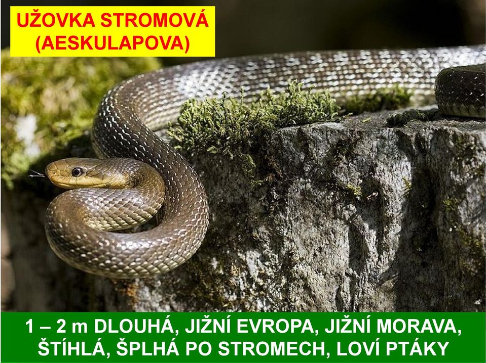 JIŽNÍ EVROPA, JIŽNÍ MORAVA,