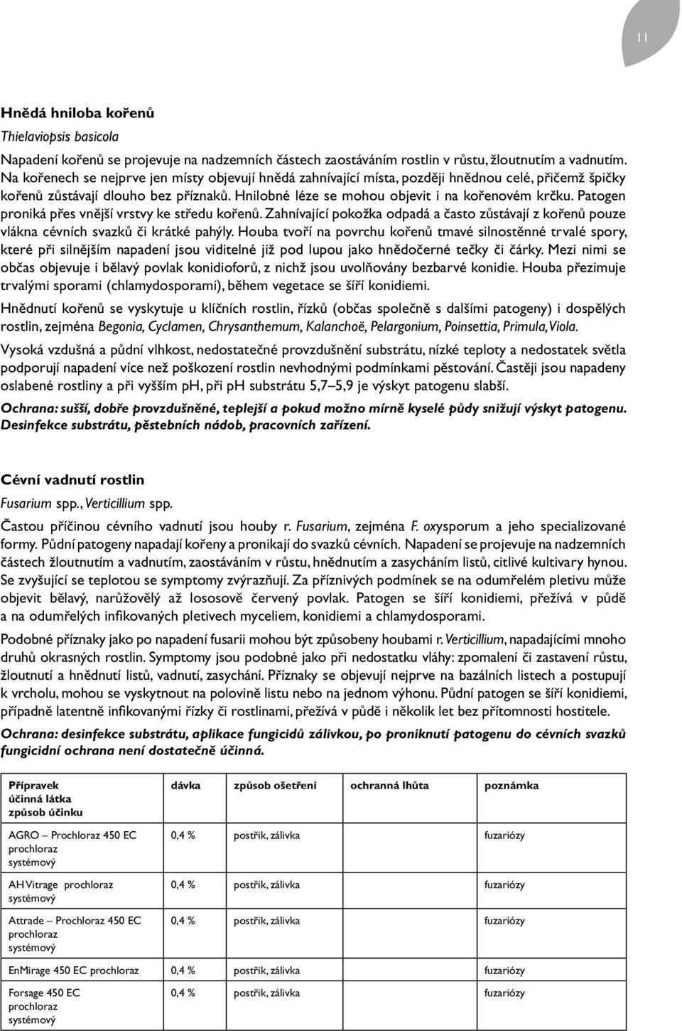 Patogen proniká přes vnější vrstvy ke středu kořenů. Zahnívající pokožka odpadá a často zůstávají z kořenů pouze vlákna cévních svazků či krátké pahýly.