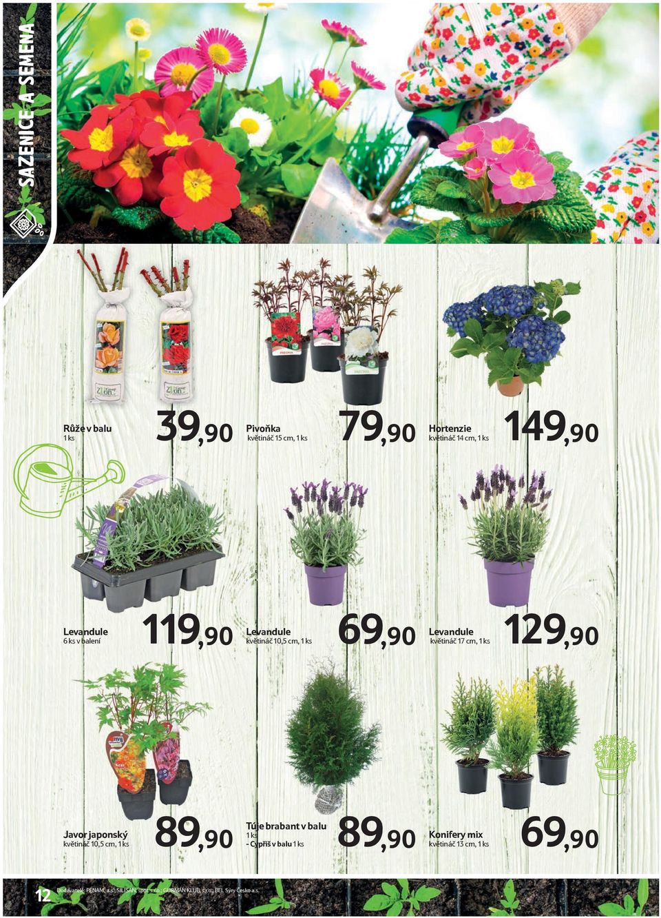 129,90 Javor japonský květináč 10,5 cm, 1 ks 89,90 Túje brabant v balu 1 ks - Cypřiš v balu 1 ks 89,90 Konifery