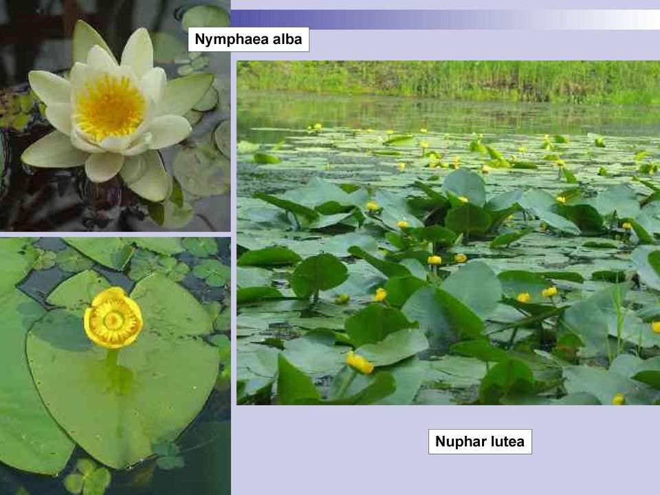 Nuphar