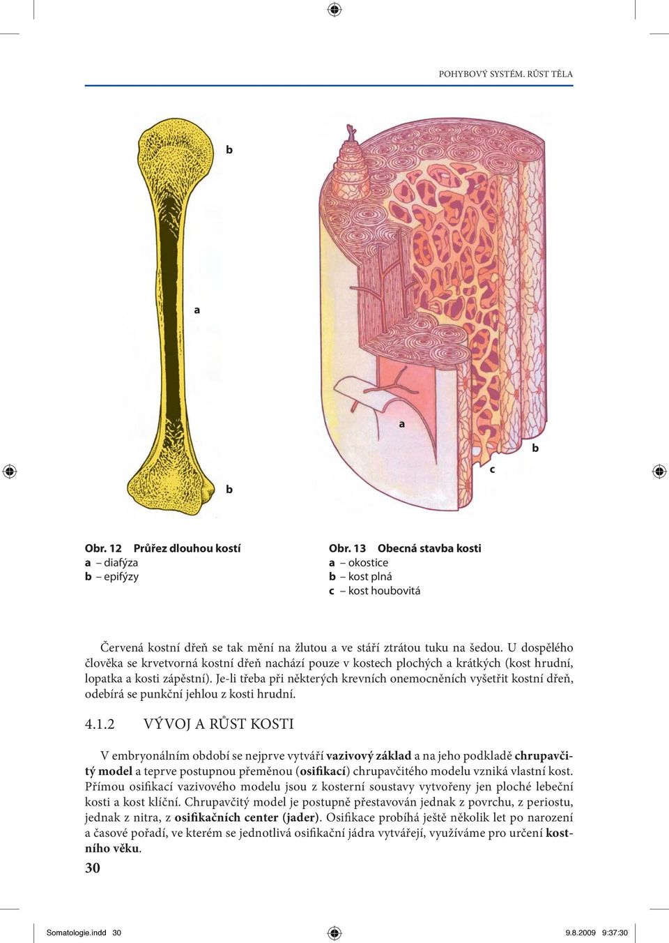 Je-li tře při některýh krevníh onemoněníh vyšetřit kostní řeň, oeírá se punkční jehlou z kosti hruní. 4.1.