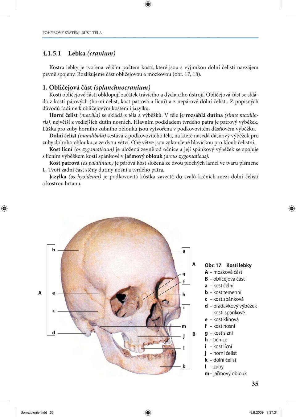 Z popisnýh ůvoů říme k oličejovým kostem i jzylku. Horní čelist (mxill) se skláá z těl výěžků. V těle je rozsáhlá utin (sinus mxillris), největší z velejšíh utin nosníh.