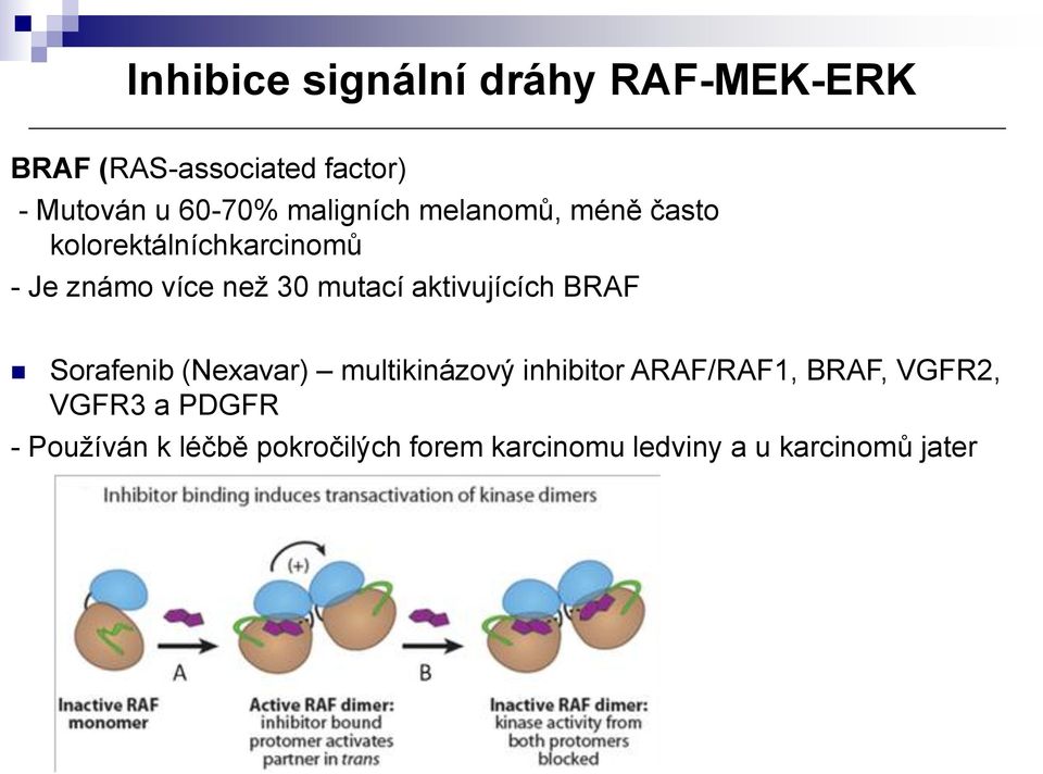 aktivujících BRAF Sorafenib (Nexavar) multikinázový inhibitor ARAF/RAF1, BRAF, VGFR2,
