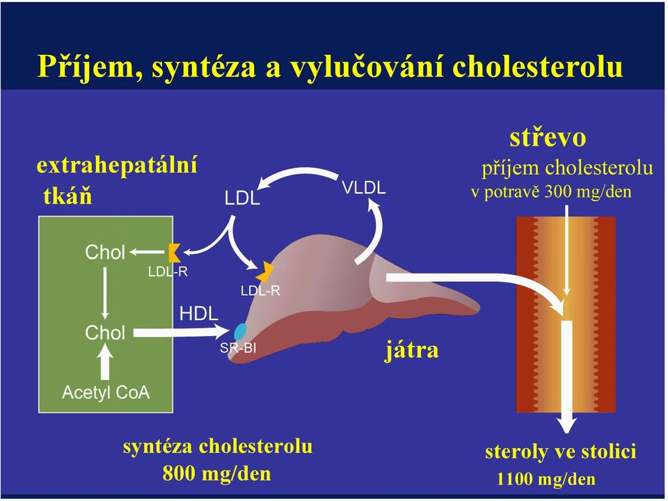 cholesterolu v potravě 300 mg/den játra