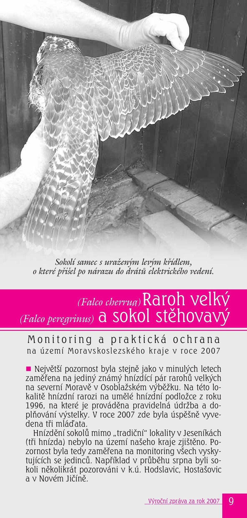 zaměřena na jediný známý hnízdící pár rarohů velkých na severní Moravě v Osoblažském výběžku.