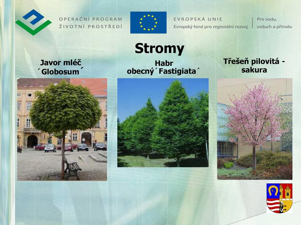 Fastigiata Třešeň