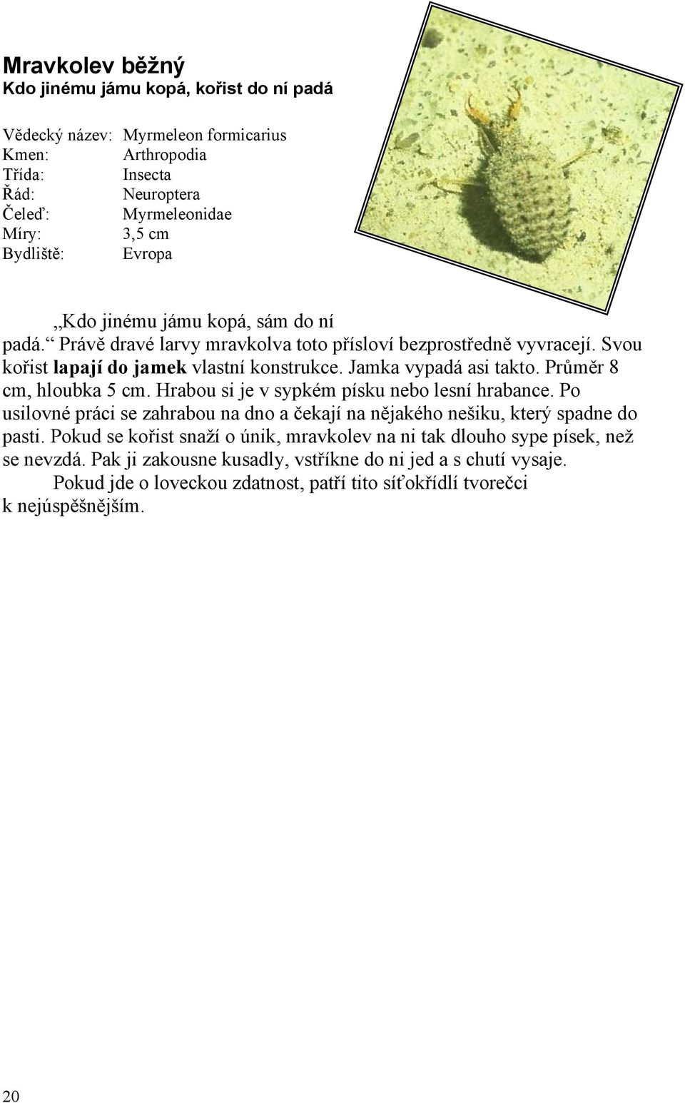 Hrabou si je v sypkém písku nebo lesní hrabance. Po usilovné práci se zahrabou na dno a čekají na nějakého nešiku, který spadne do pasti.
