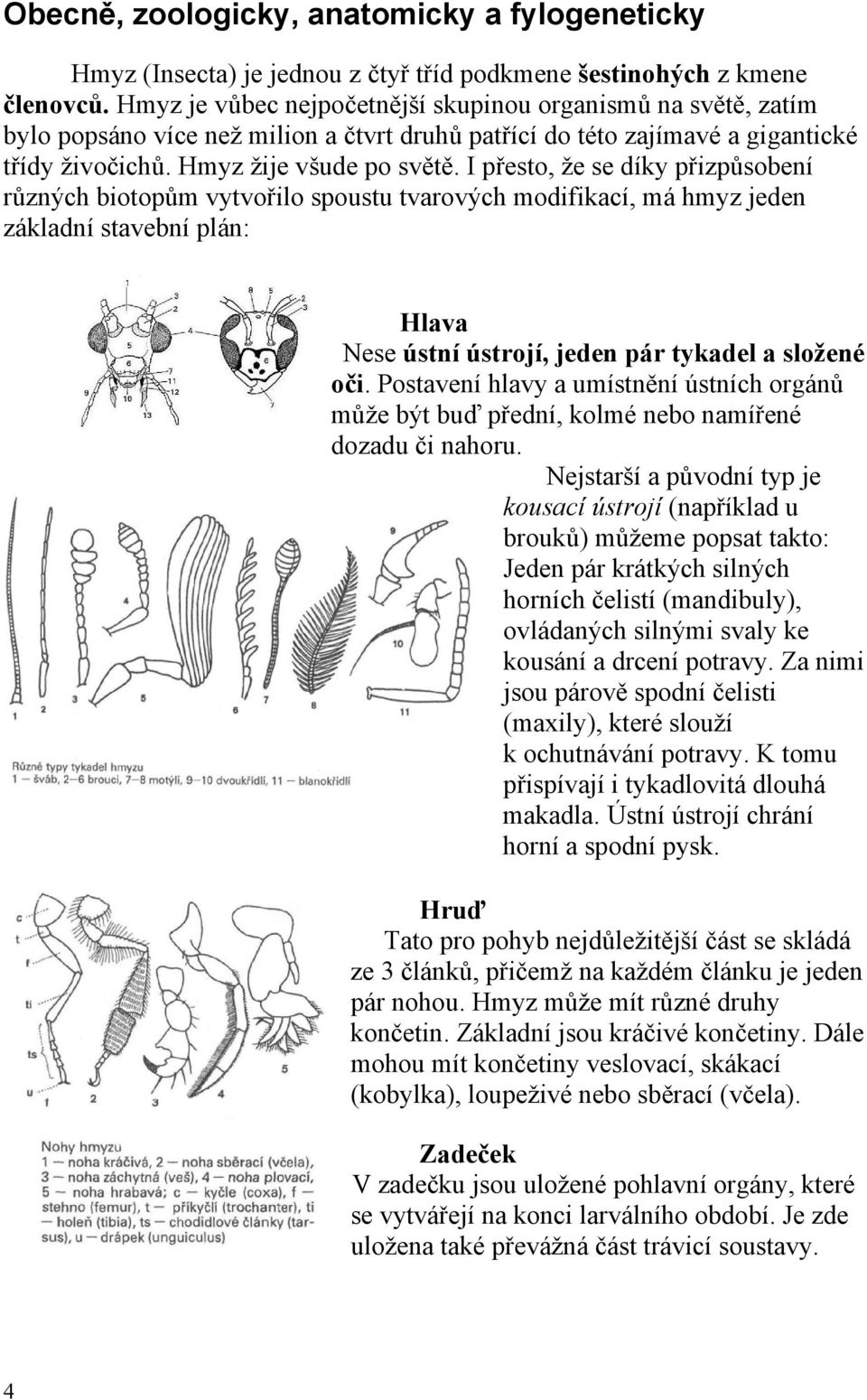 I přesto, že se díky přizpůsobení různých biotopům vytvořilo spoustu tvarových modifikací, má hmyz jeden základní stavební plán: Hlava Nese ústní ústrojí, jeden pár tykadel a složené oči.