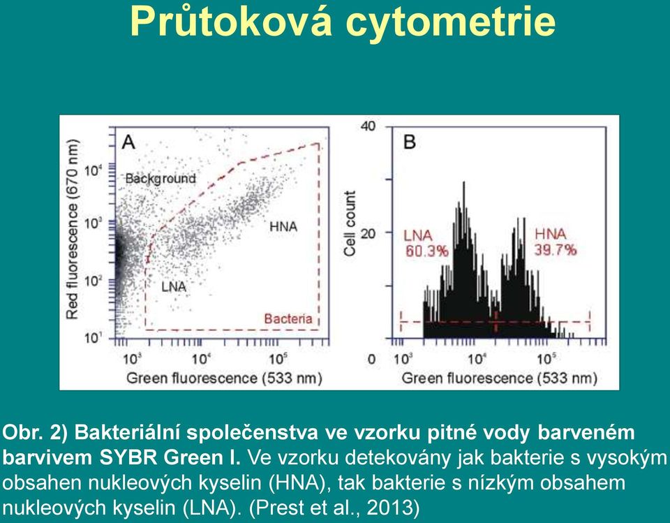 barvivem SYBR Green I.