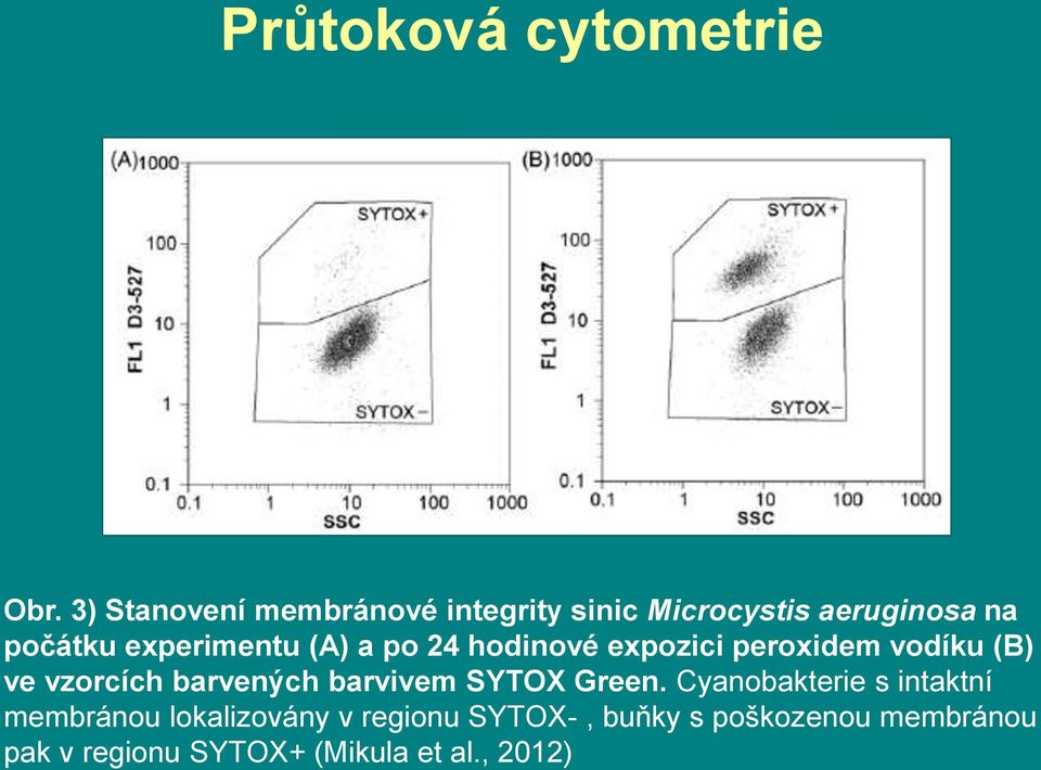 (A) a po 24 hodinové expozici peroxidem vodíku (B) ve vzorcích barvených barvivem