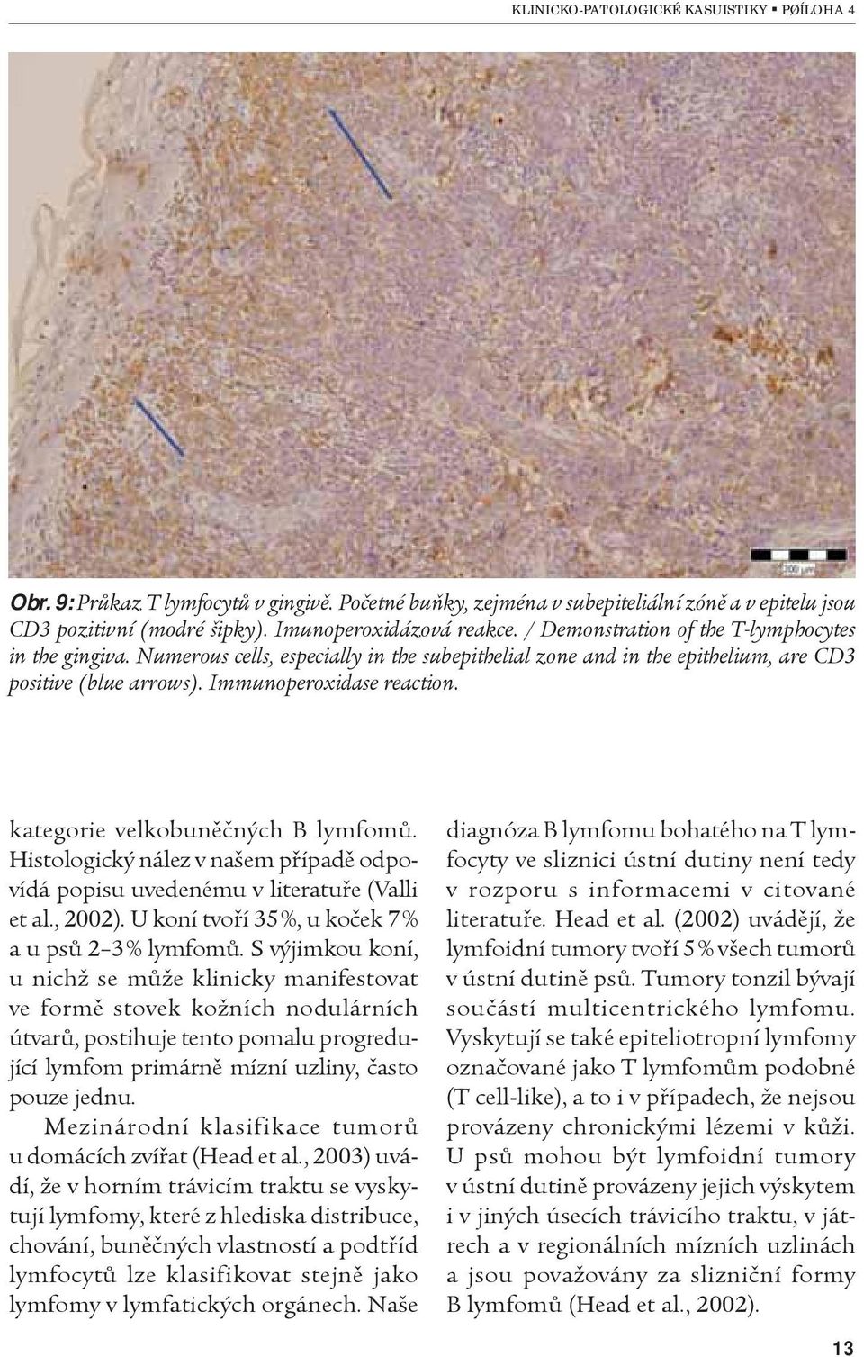 kategorie velkobunìèných B lymfomù. Histologický nález v našem pøípadì odpovídá popisu uvedenému v literatuøe (Valli et al., 2002). U koní tvoøí 35 %, u koèek 7 % a u psù 2 3 % lymfomù.