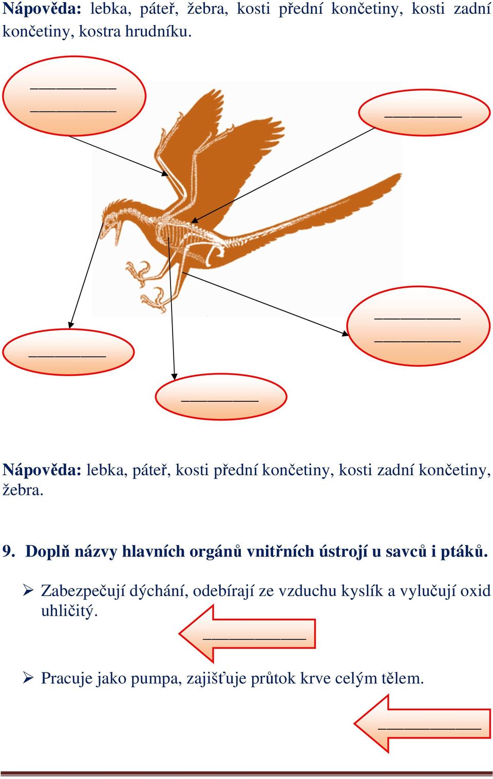 Doplň názvy hlavních orgánů vnitřních ústrojí u savců i ptáků.