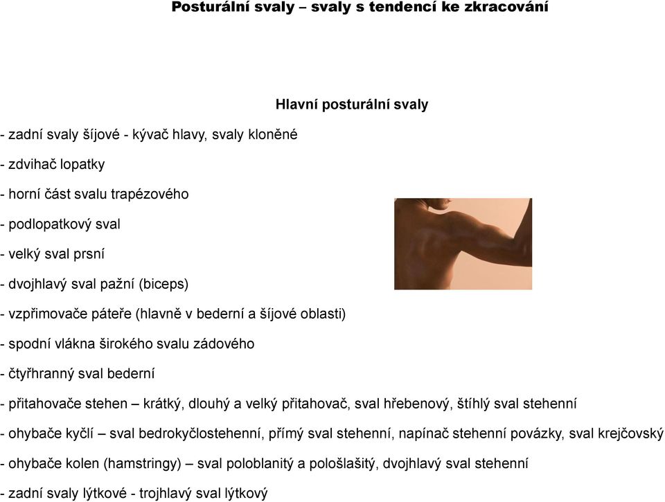 čtyřhranný sval bederní - přitahovače stehen krátký, dlouhý a velký přitahovač, sval hřebenový, štíhlý sval stehenní - ohybače kyčlí sval bedrokyčlostehenní, přímý sval