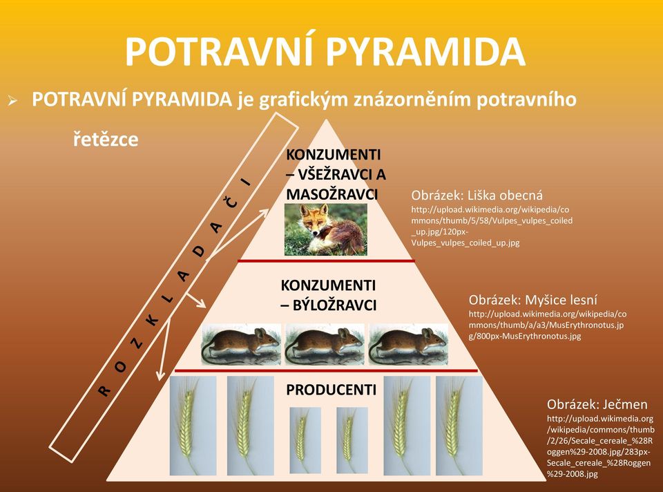 jpg KONZUMENTI BÝLOŽRAVCI Obrázek: Myšice lesní http://upload.wikimedia.org/wikipedia/co mmons/thumb/a/a3/muserythronotus.