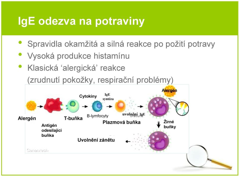 respirační problémy) Cytokíny IgE syntéza Alergén Alergén Antigén