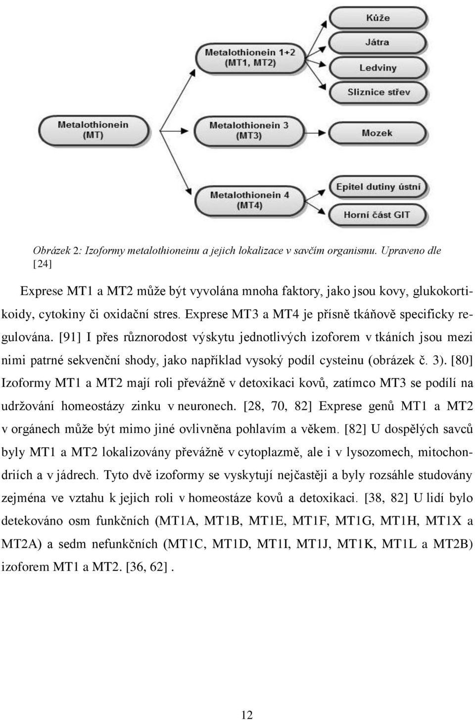 [91] I přes různorodost výskytu jednotlivých izoforem v tkáních jsou mezi nimi patrné sekvenční shody, jako například vysoký podíl cysteinu (obrázek č. 3).