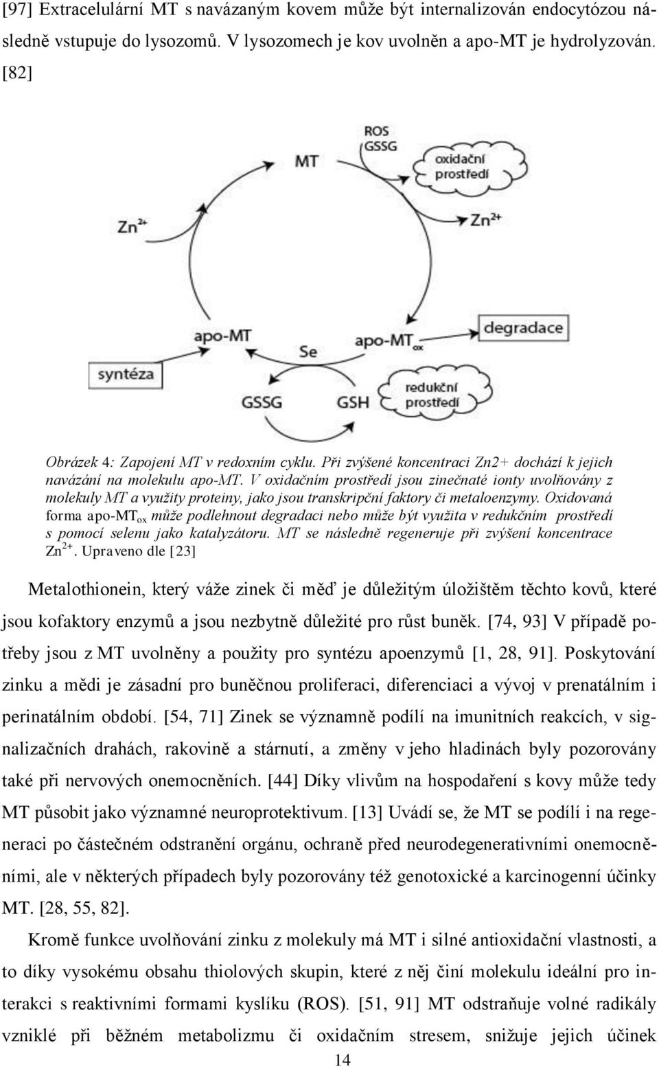 V oxidačním prostředí jsou zinečnaté ionty uvolňovány z molekuly MT a využity proteiny, jako jsou transkripční faktory či metaloenzymy.