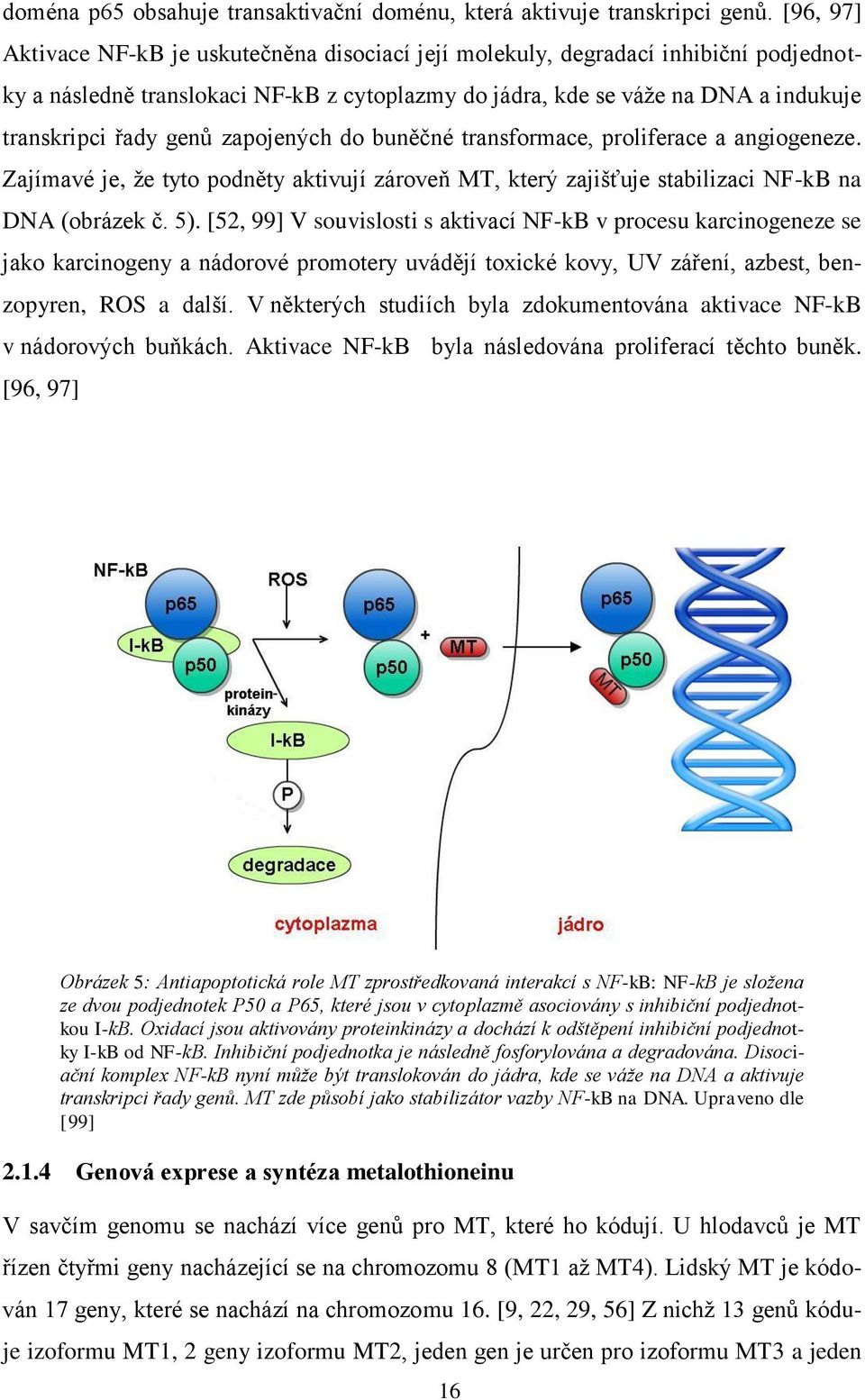 zapojených do buněčné transformace, proliferace a angiogeneze. Zajímavé je, že tyto podněty aktivují zároveň MT, který zajišťuje stabilizaci NF-kB na DNA (obrázek č. 5).