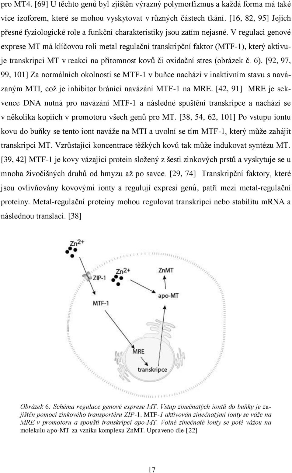 V regulaci genové exprese MT má klíčovou roli metal regulační transkripční faktor (MTF-1), který aktivuje transkripci MT v reakci na přítomnost kovů či oxidační stres (obrázek č. 6).