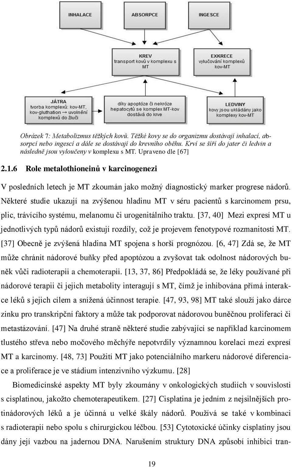 6 Role metalothioneinů v karcinogenezi V posledních letech je MT zkoumán jako možný diagnostický marker progrese nádorů.